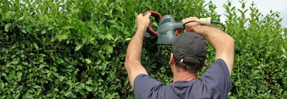 Person schneidet Hecke mit elektrischer Heckenschere